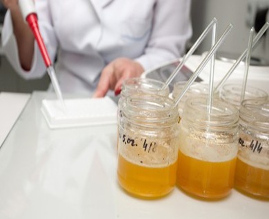 Honey samples in jars being tested